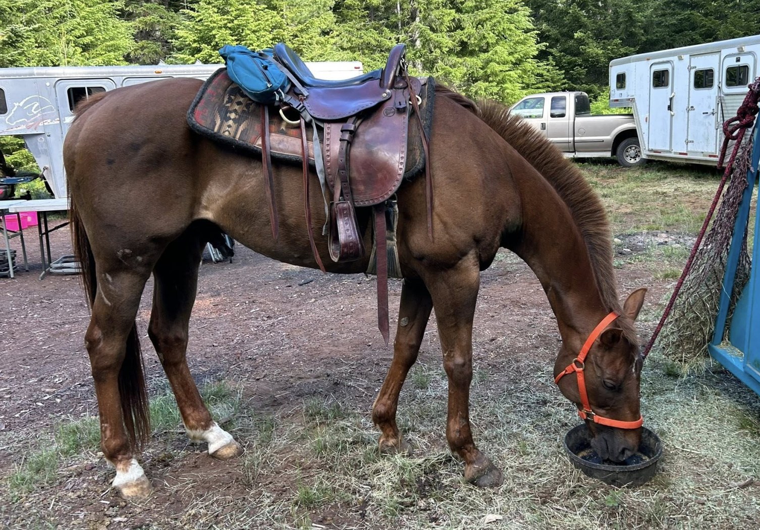 Cinnamon in his tack